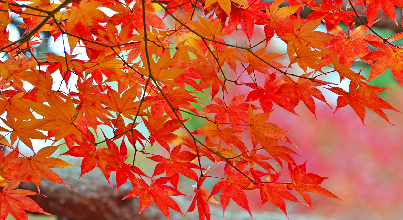 Gardening Tip For November 秋を満喫 鉢植えで紅葉を楽しもう 植木鉢ナビ