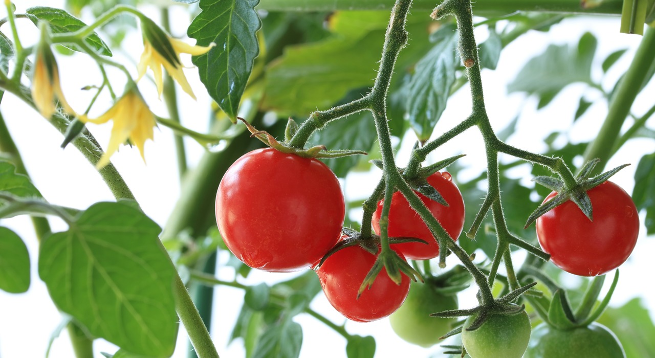 プランターで完熟トマトを 夏の人気野菜 トマトに挑戦 植木鉢ナビ