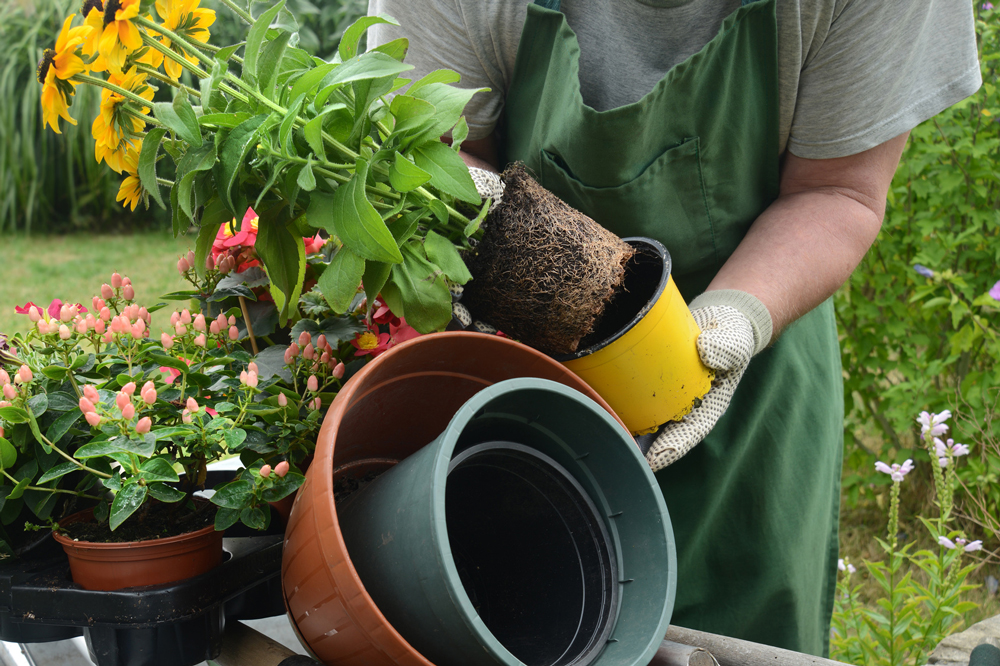 植物の大きさに合った植木鉢のサイズとは 植木鉢の選び方 植木鉢ナビ