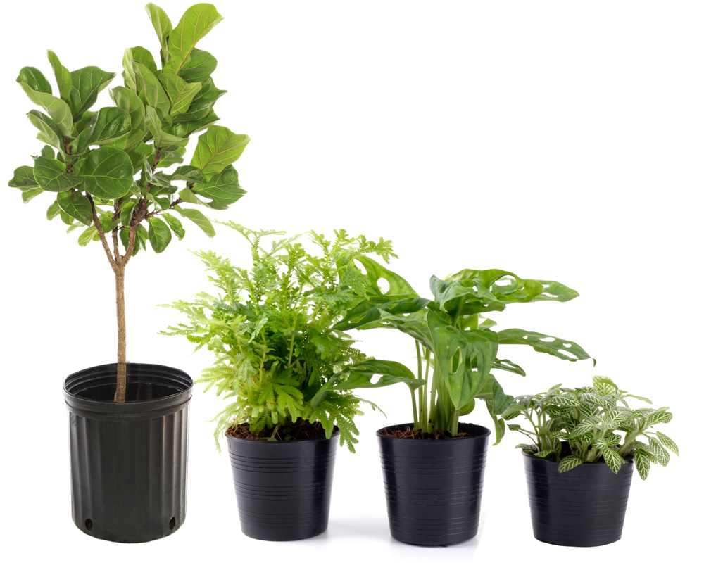 植物の大きさに合った植木鉢のサイズとは 植木鉢の選び方 植木鉢ナビ